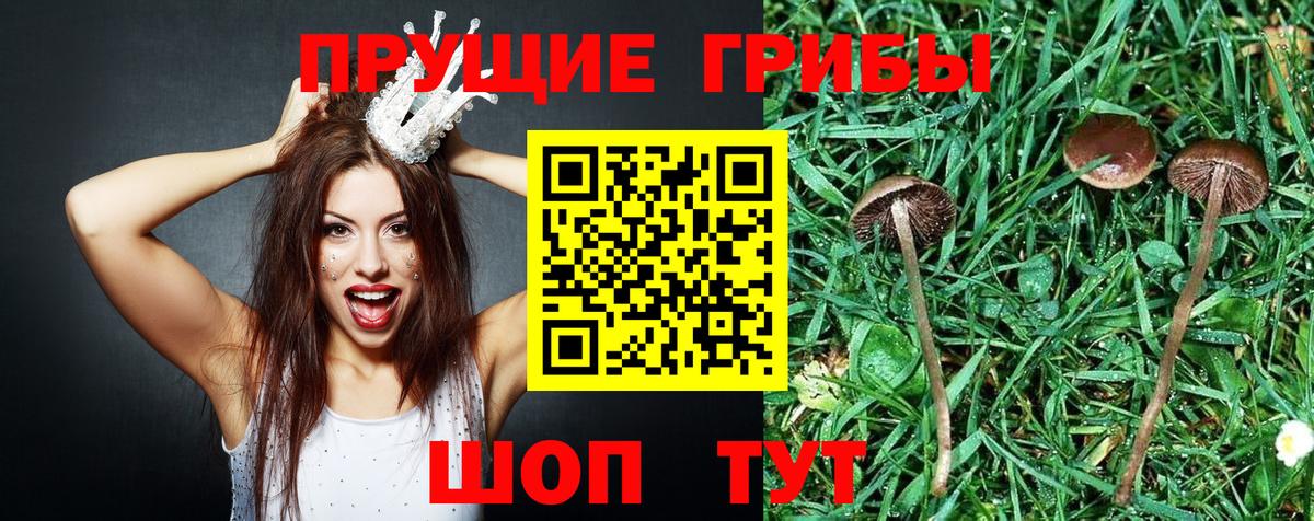 Сыктывкар  Галлюциногенные грибы Psilocybine cubensis  Вход с VPN 
